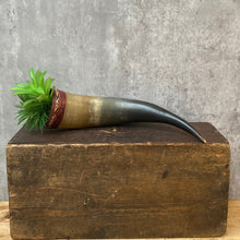 Load image into Gallery viewer, Vintage Powder Horn Flask Planter Plant Pot for Succulents/Cactus/Air Plants