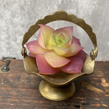 Load image into Gallery viewer, Pair Vintage Mini Brass Basket Plant Pot Planter for Succulents or Cactus
