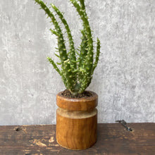 Load image into Gallery viewer, Vintage Mini Wood Plant Pot Planter For Succulents & Cactus