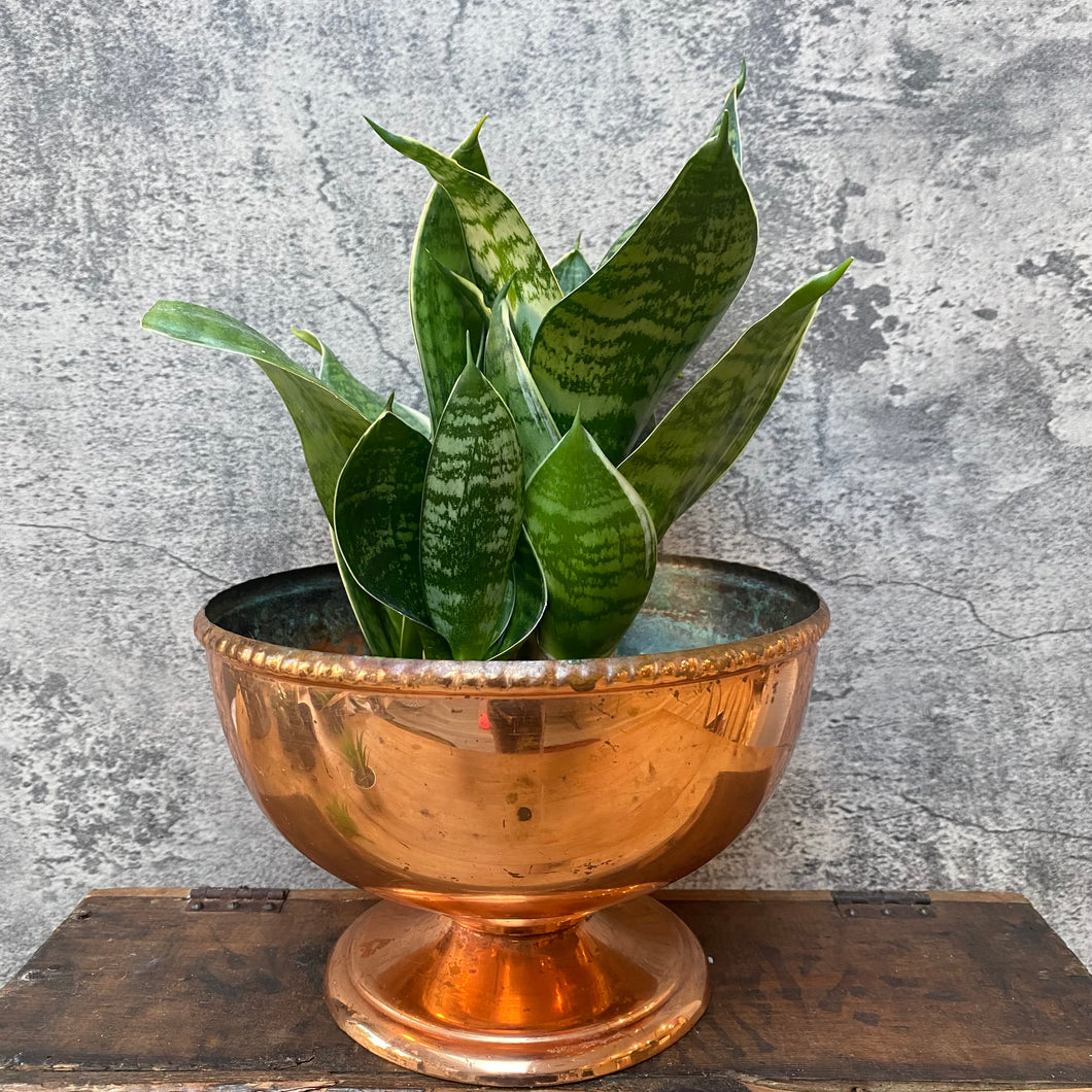 Large Vintage Copper Bowl Plant Pot Planter